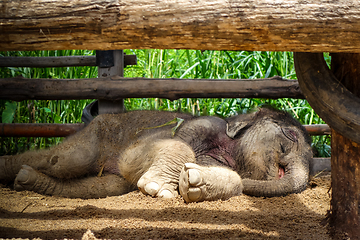 Image showing Baby elephant in protected park, Chiang Mai, Thailand