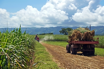 Image showing Agricultural labor in sugar cane fields