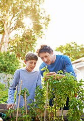 Image showing Backyard, man and kid in garden with plant for growth, teaching and support for inspection of vegetables. Dad, boy and farming outdoors for food, hobby and sustainable production in Australia