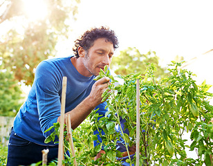Image showing Man, inspection and work in garden with plant for growth, development and nurture of vegetables. Male person, nature and farming outdoors for hobby, food and sustainable production in Australia