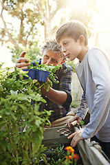 Image showing Gardening, plants and child learning with grandfather on greenery growth, development and environment. Agro, eco friendly and senior man teaching boy kid horticulture outdoor in backyard for hobby.