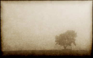 Image showing lonely tree