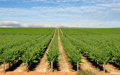 Image showing grape vines