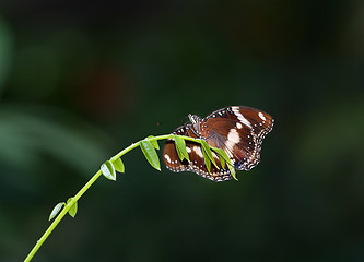 Image showing butterfly