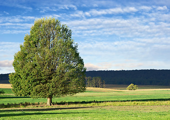 Image showing landscape tree