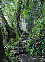 Image showing path through the rainforest