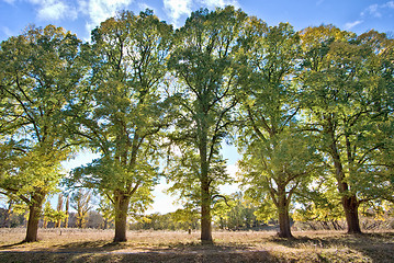 Image showing five tall trees