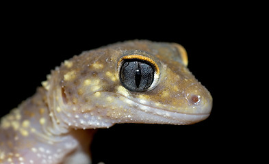 Image showing gecko on black