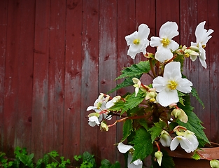 Image showing blooming begonia in a pot against the background of the red wall