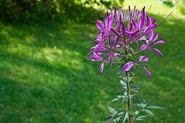 Image showing beautiful blooming cleome hasslera 