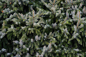 Image showing spruce branches fill the full frame