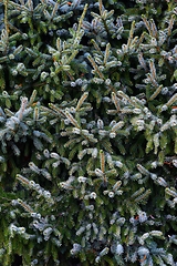 Image showing spruce branches fill the full frame