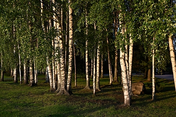 Image showing birch trees illuminated by the light of the setting sun