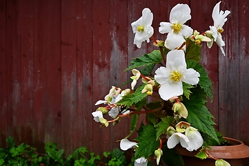 Image showing blooming begonia in a pot against the background of the red wall