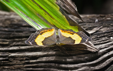 Image showing butterfly