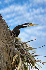 Image showing pied cormorant