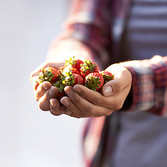 Image showing Strawberry, closeup and person with nutrition, hands and harvest with sustainability and agriculture. Finger, farmer and vegan with fruit and wellness for health and diet with vegetarian gardener