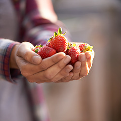 Image showing Strawberry, organic and person with nutrition, hands and harvest with sustainability and agriculture. Woman, farmer or vegan with fruit or wellness with health and gardener with vegetarian or closeup