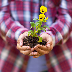 Image showing Person, hands and soil with flower in nature for agriculture, growth or nurture of plant or sprout. Closeup of farmer or harvester with natural stem, bloom or yellow petals of seed in outdoor garden