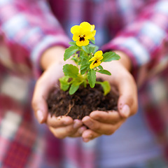 Image showing Person, hands and soil with flower or plant in growth, agriculture or nurture of nature or sprout. Closeup of farmer or harvester with natural stem, bloom or yellow petals from seed in outdoor garden