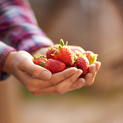 Image showing Strawberry, health and person with nutrition, hands and harvest with sustainability and sunshine. Food, farmer and vegan with fruit and wellness with agriculture or diet with vegetarian and gardener