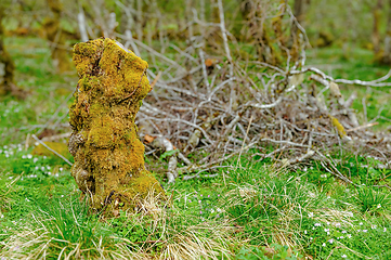 Image showing Enigmatic moss-covered formation standing in a verdant forest cl