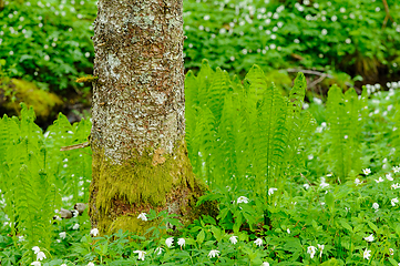 Image showing Enchanted forest clearing with lush ferns and blooming anemones 