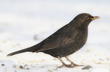 Image showing Bird, snow and nature with winter, ice and wildlife for ornithology and birdwatching. Blackbird, closeup and animal. with feather, wings and frost in habitat outdoor for food and europe fauna