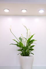 Image showing Peace lily