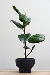 Image showing ficus in a pot