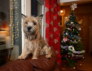 Image showing cairn terrier on the sofa near the Christmas tree