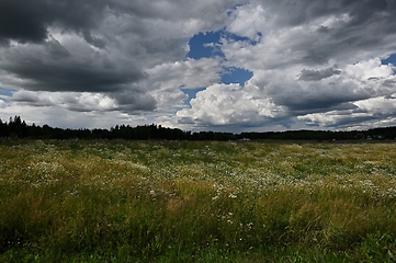 Image showing meadow on a summer day 