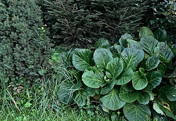 Image showing coniferous plants and bergenia in the garden