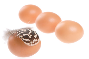 Image showing Egg, Feather