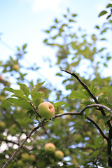 Image showing Apple on Branch