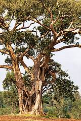 Image showing Majestic ethereal tree in Amhara region, Ethiopia