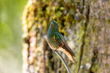 Image showing Tourmaline sunangel (Heliangelus exortis), species of hummingbird. Cundinamarca department. Wildlife and birdwatching in Colombia