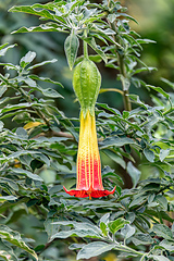 Image showing Brugmansia sanguinea, the red angels trumpe flowert. Cundinamarca Department, Colombia