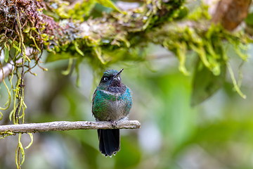 Image showing Tourmaline sunangel (Heliangelus exortis), species of hummingbird. Cundinamarca department. Wildlife and birdwatching in Colombia