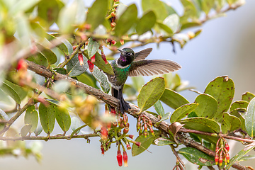 Image showing Tourmaline sunangel (Heliangelus exortis), species of hummingbird. Cundinamarca department. Wildlife and birdwatching in Colombia