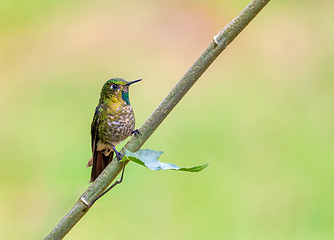 Image showing Tourmaline sunangel (Heliangelus exortis), species of hummingbird. Cundinamarca department. Wildlife and birdwatching in Colombia