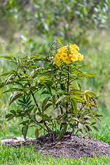 Image showing Tecoma stans, Tecoma stans, yellow trumpetbush, yellow bells or yellow elder. Tocancipa, Cundinamarca Departement, Colombia