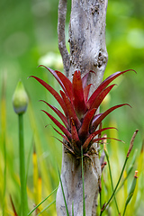 Image showing Tillandsia fendleri, species of flowering plant. Cundinamarca Department, Colombia