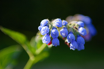 Image showing Blue Campanulas