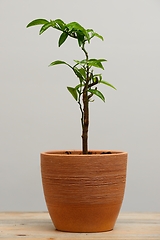 Image showing tangerine seedling in a clay pot