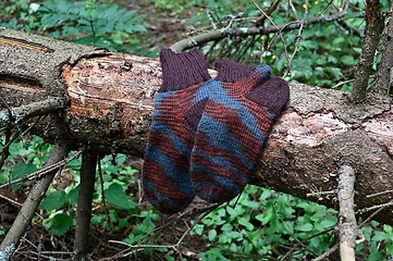 Image showing a pair of brown striped socks in the forest on the trunk of a sp