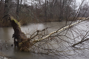 Image showing an uprooted birch tree that fell into the lake