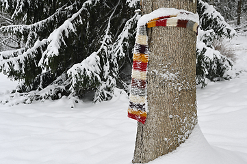 Image showing wool scarf wrapped around a tree in a forest in winter
