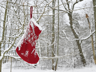 Image showing traditional red knitted sock for Christmas gifts on a branch in 