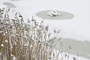 Image showing winter lake, stone under snow and reeds 